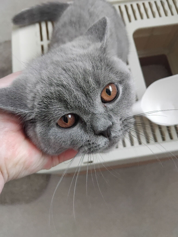 Female british shorthair kitten