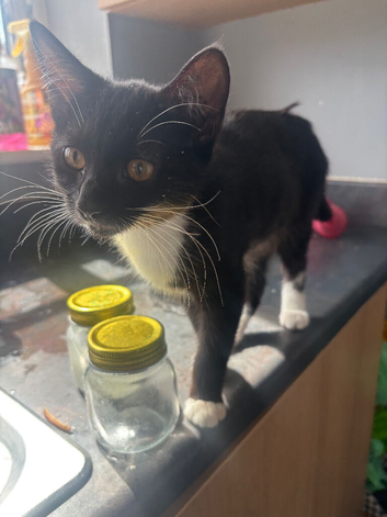 Kittens black/tuxedo