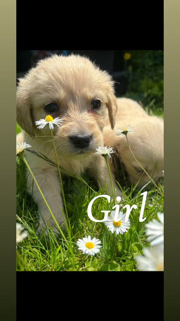 Golden retriever pups