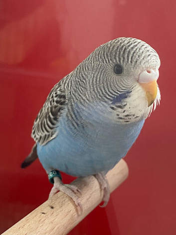 Young budgie