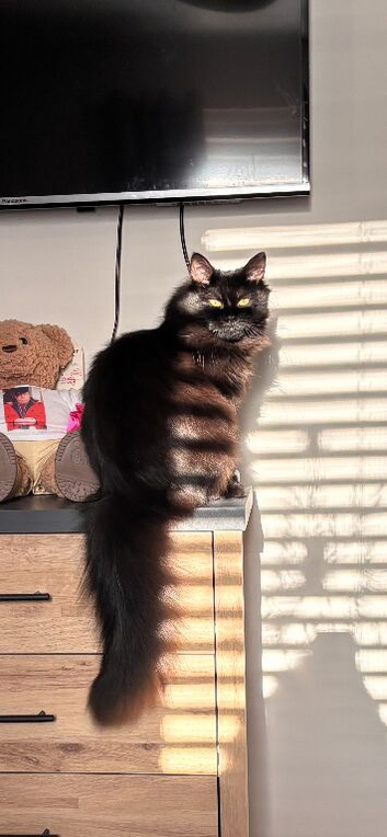 Maincoon x ragdoll