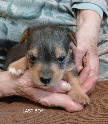 Smart Jackrussell pup
