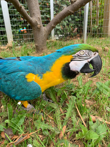Blue and Gold Macaw Seeking a Loving Forever Home