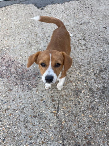 Beagle boy