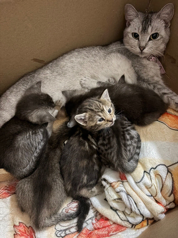 Mixed breed kittens