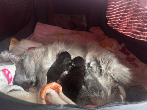 3 female kittens