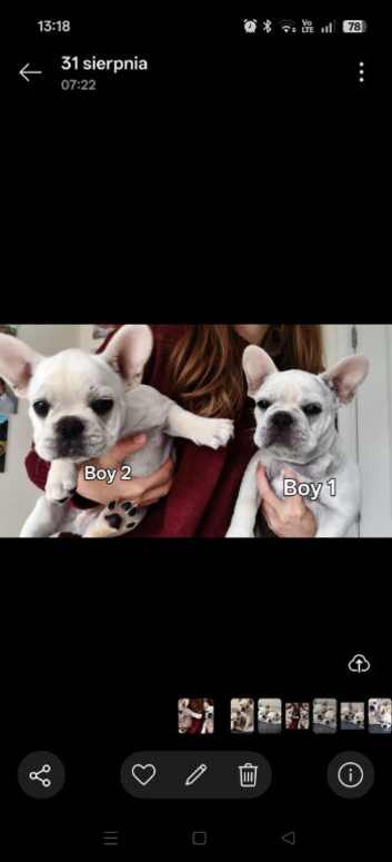 French bulldog puppies, KC registered for sale
