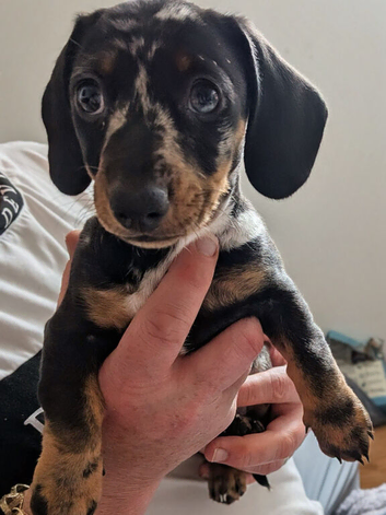 Miniature dachshunds puppies