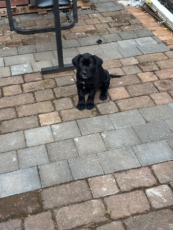 Female Cane Corso Puppy