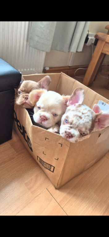 French bulldogs pups