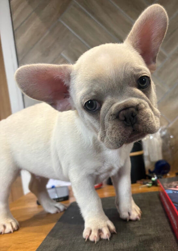 French bulldog puppies