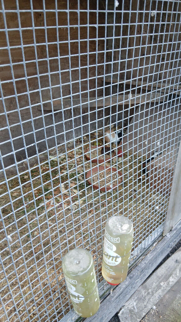 Guinea pigs for sale