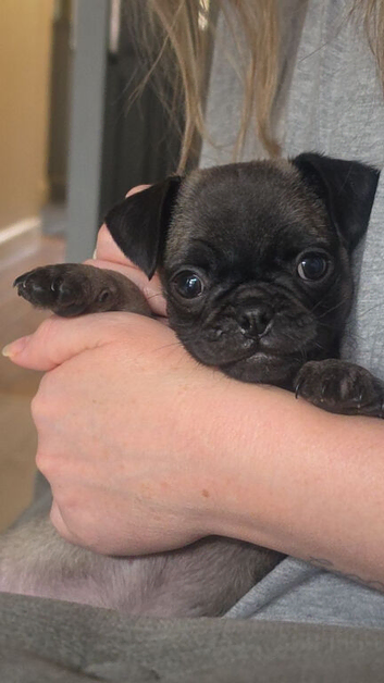 Pug female