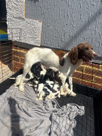 Woking English springer spaniels