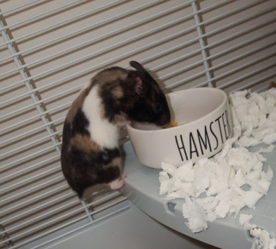 Syrian hamster and cage / food/bedding