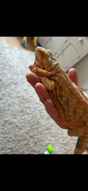 Female red hypo het trans bluebar bearded dragon