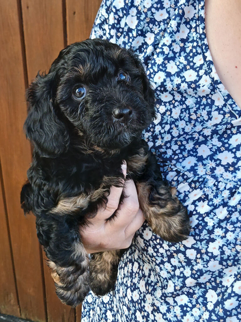 Cavapoo puppy