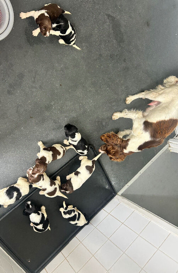 8 puppoes for sale seven boys one girl not available to leave until 14/07/26
