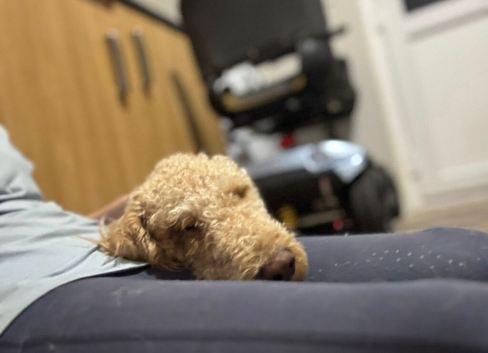 Labradoodle