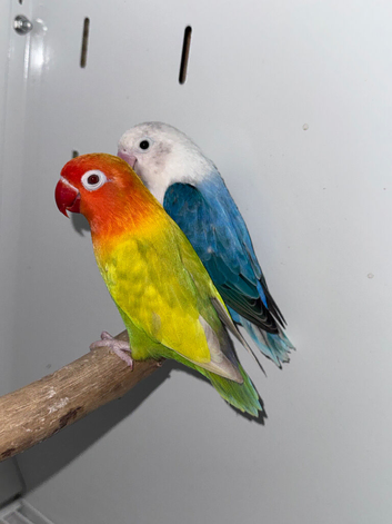 Pale fallow pair for sale