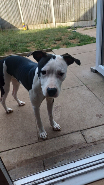 Dog looking for a forever home