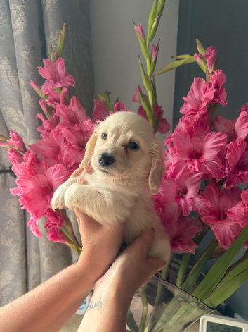 Cream longhaired miniature dachshund