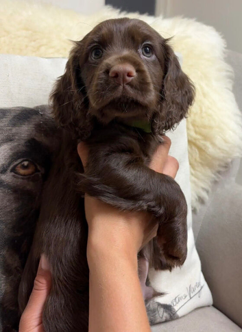 Gorgeous Chocolate working cocker pups