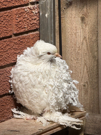 Frillback pigeons