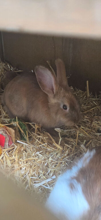 Lion head mixed mini lop