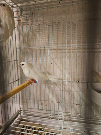 Bengalise dilute finch
