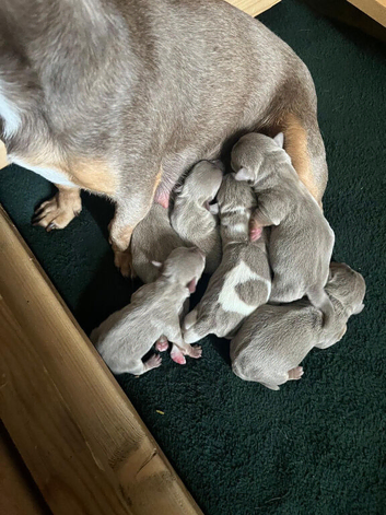 Lilac jack Russell&rsquo;s