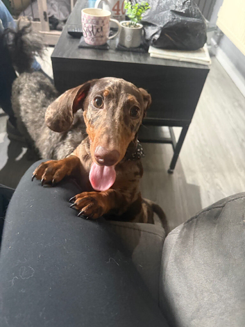 5 month old miniature dachshund