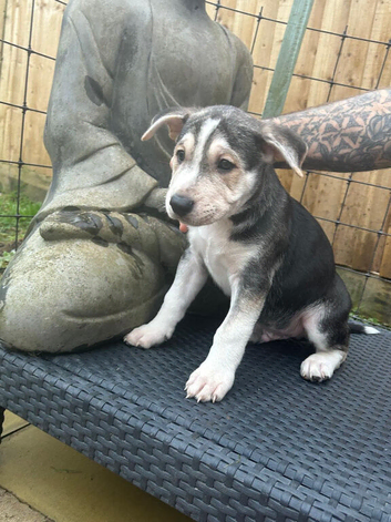 Beautiful 11weeks corso terrier puppies