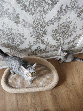 Kitten for sale