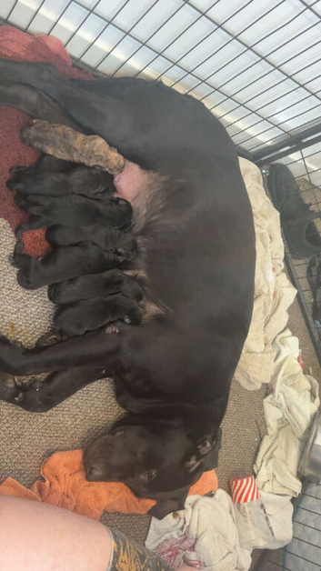 Labrador sharpi puppies