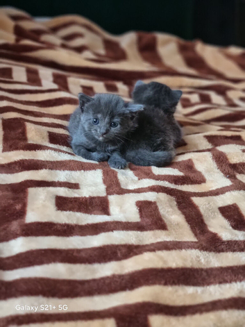 Kittens for sale