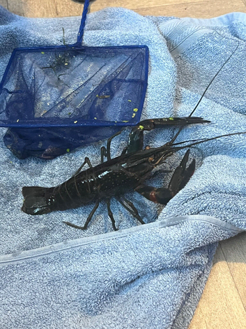 Red clow blue lobster