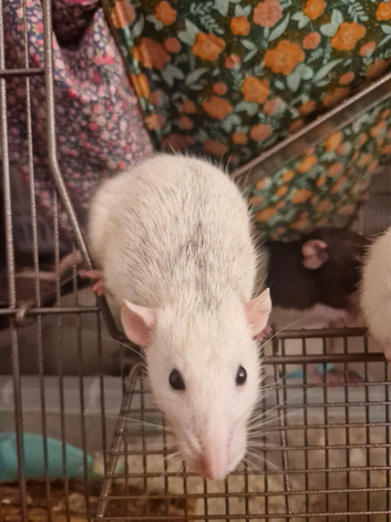 2 Female Rats Available