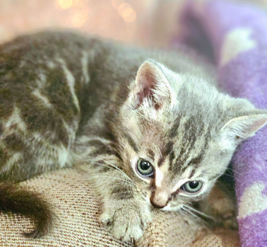 1 grey boy kitten