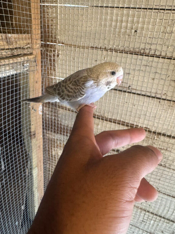 Baby budgies for sale  &pound;40 each collection mk404nn
