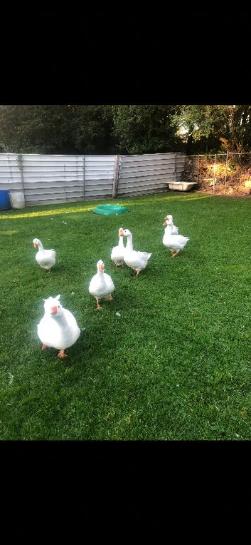 Stunning Embden geese for sale &pound;120