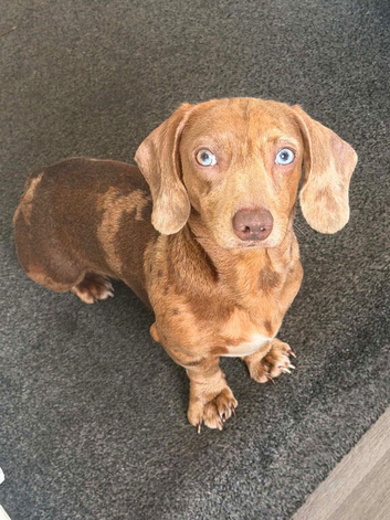 Miniature dach x