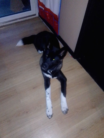 7month old akita