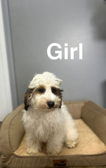 Bambi 2 f1 cockapoo girls ready for s