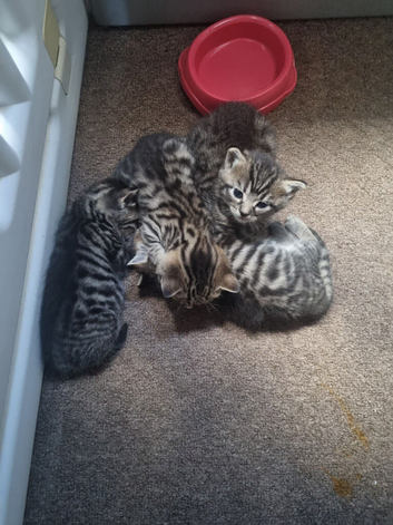Bengal x kittens