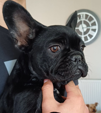 loving , affectionate Luna