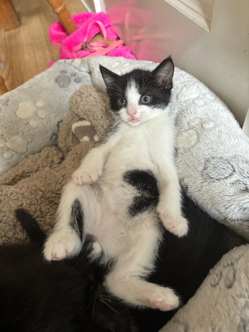 5 kittens available now for loving homes