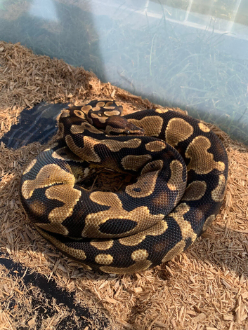 Female bull python in need of new home