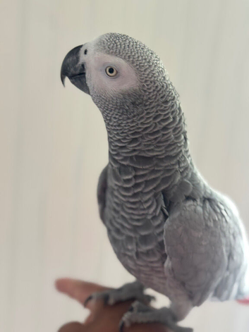 African Grey Female Very Talkative