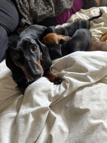 3, eight weeks old mini dashund